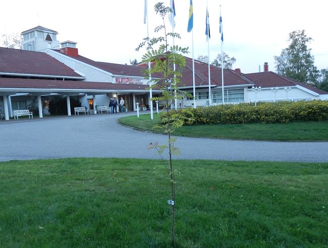 kotipihlaja_0912.jpg-650x492.jpg